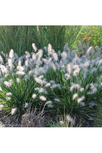 Китайская фонтанная трава Литтл Банни